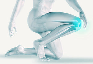 Anatomie et articulation du genou